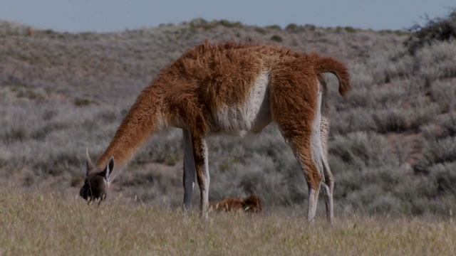 Дикая Латинская Америка Патагония
