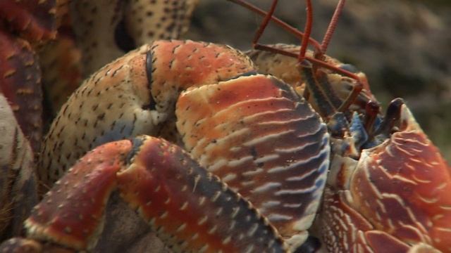 Галапагосы