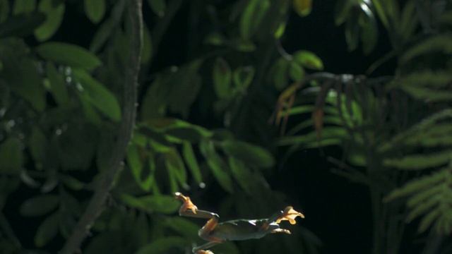 Тайные обитатели Анд