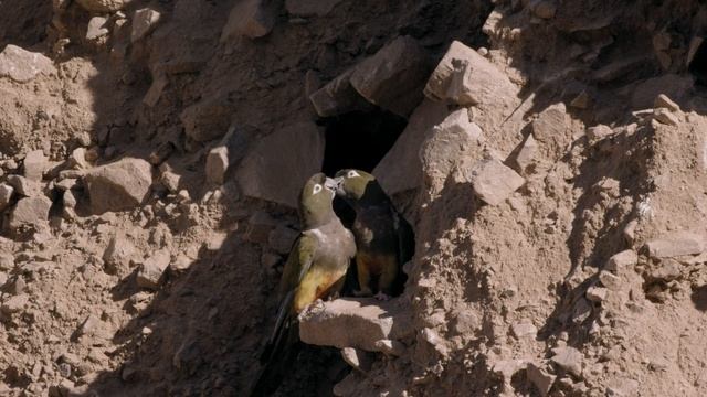 Дикая Латинская Америка Атакама