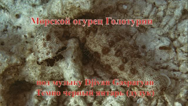 Морской огурец Голотурии Слайд-шоу под музыку Djivan Gasparyan Темно черный янтарь (дудук)