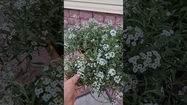 Алиссум вегетативный против алиссума из семян