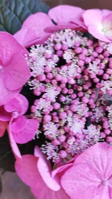 Гортензия Конфетти 🎉Гепард (серия Рандеву).mp4