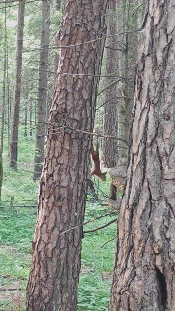 ПАРК И ЖИВАЯ ПРИРОДА /БЕЛОЧКА #ПРИРОДА #ПАРК #ЛЕС #ЖИВОТНЫЕ #БЕЛОЧКА #ЛЕТО