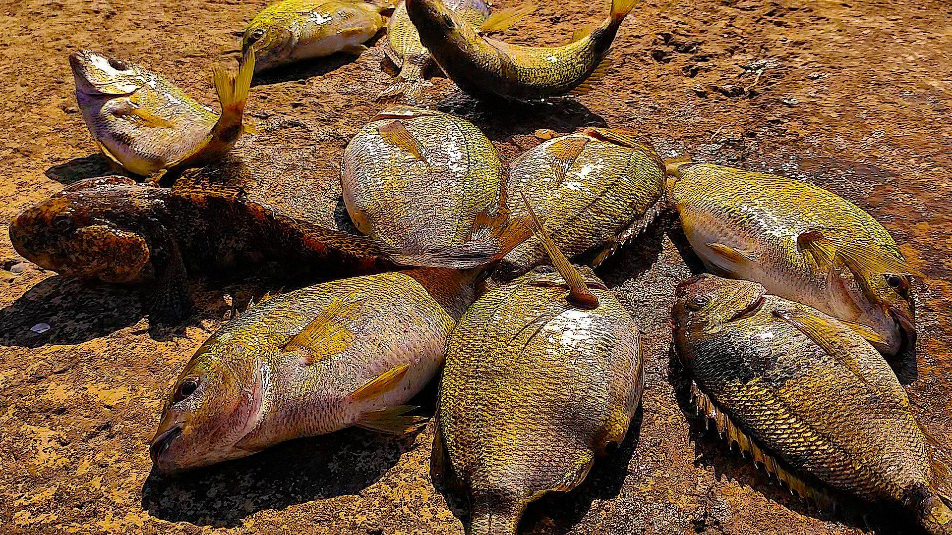 Лучшая Наживка для Карася. Ласкири БОГАТЫРИ. Морская Рыбалка в Ялте.