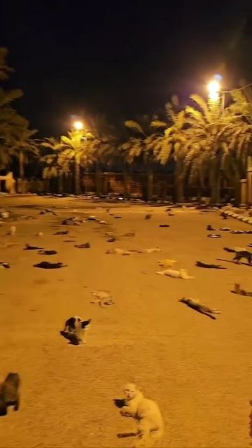 Нашествие котов)