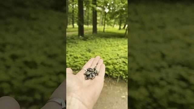 Екатерининский парк 2025