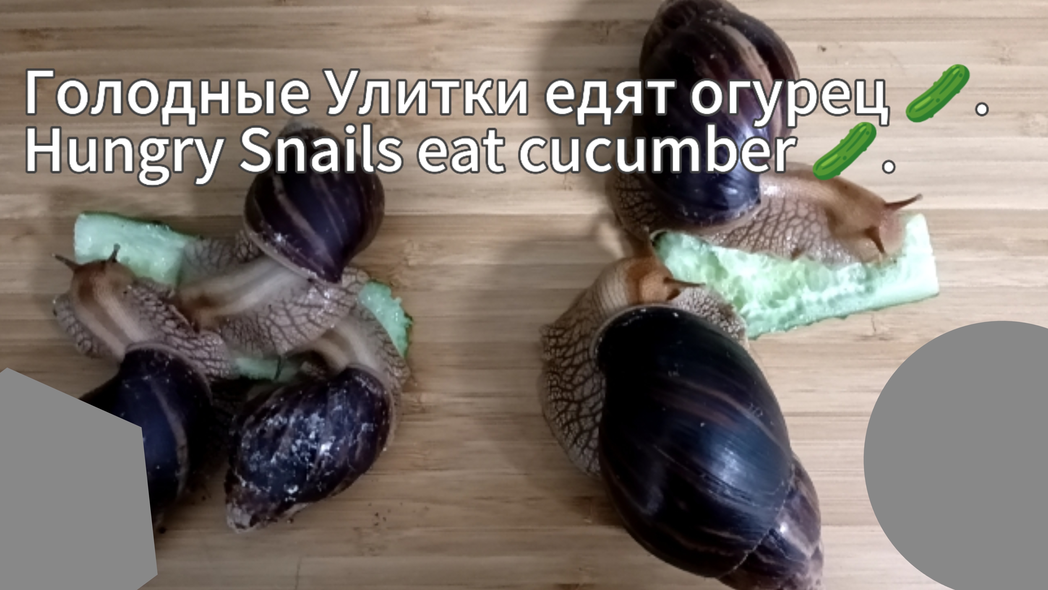Голодные улитки 🐌 кушают огурец 🥒.