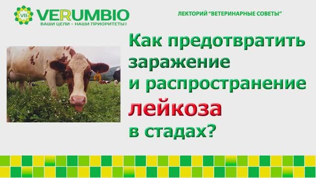 Как предотвратить заражение и распространение лейкоза в стадах