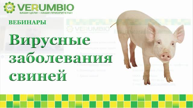 Вирусные угрозы в свиноводстве