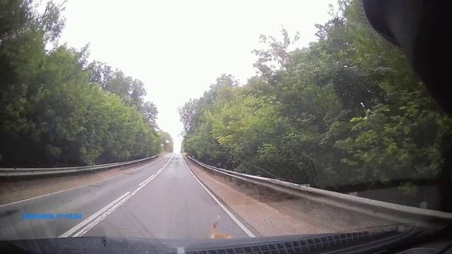 лисëнок на дороге