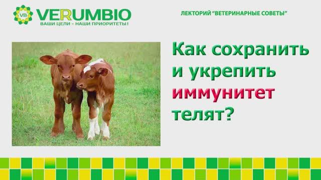 Как сохранить и укрепить иммунитет телят
