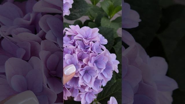 Гортензия крупнолистная Florentina.mp4