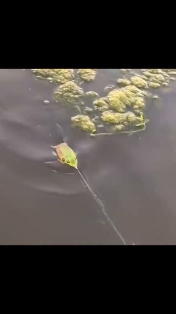 Поклёвка на 🐸 🎣💪😂😎