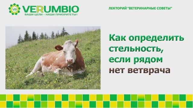 Как определить стельность, если рядом нет ветврача