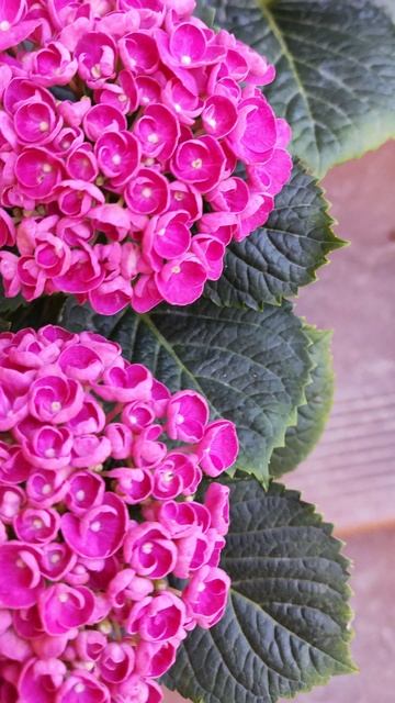 Гортензия крупнолистная Bric A Brac