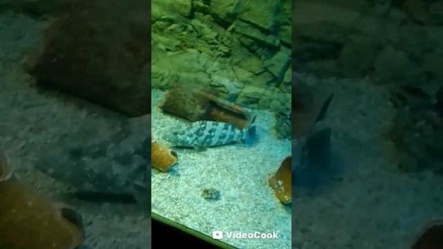 Океанариум.