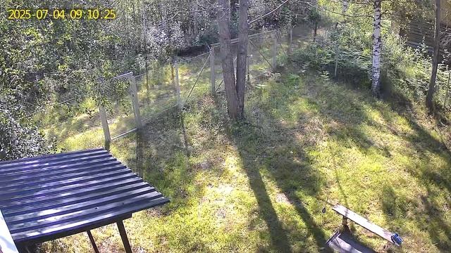 Камера видеонаблюдения запись пения птиц удалённо