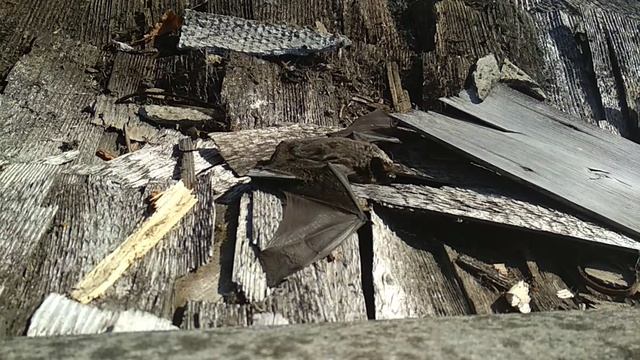 летучая мышь Вологодская область