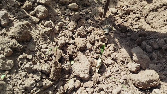 Роторный окучник. Результаты третьего окучивания 25 год.