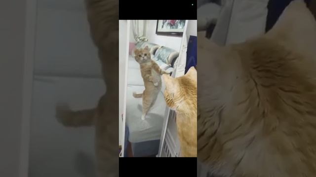 домашние животные