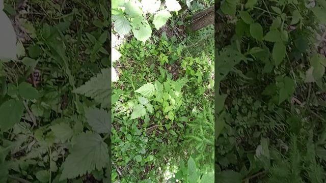 лесной малинник