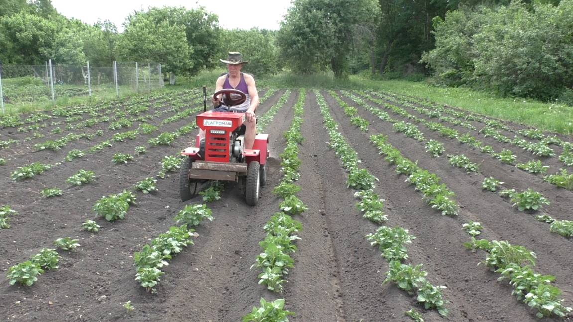 Окучивание картофеля и чуток про огород 2025г.