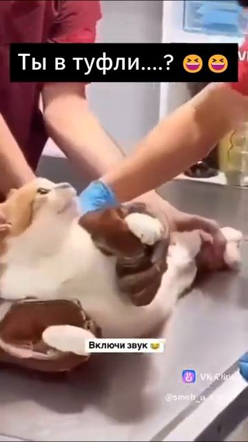 прикол кот нассал в тапки