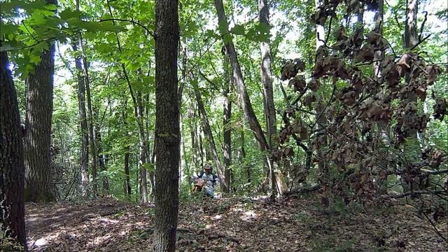 И снова лес)