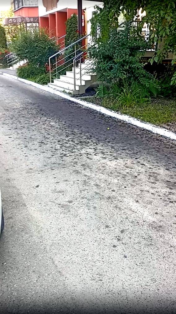 Тутовник — неожиданный символ города Краснодар