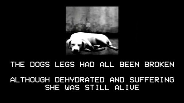 ANALOG HORROR - THE CLUT