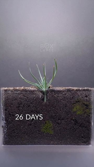 A Very Small Stone Pine Tree