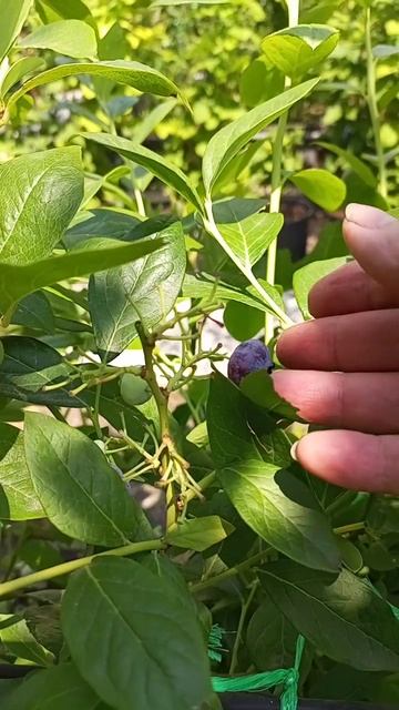 06.07.25 Голубика Чандлер.mp4