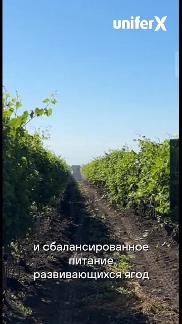 Вуксал Микроплант - обработка винограда