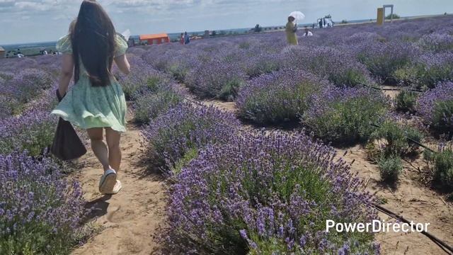 Лавандовое поле