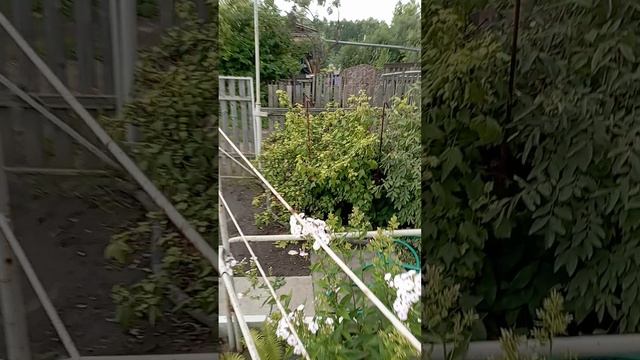 Уход за смородиной.