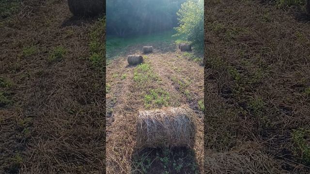 Урожай с 12 соток