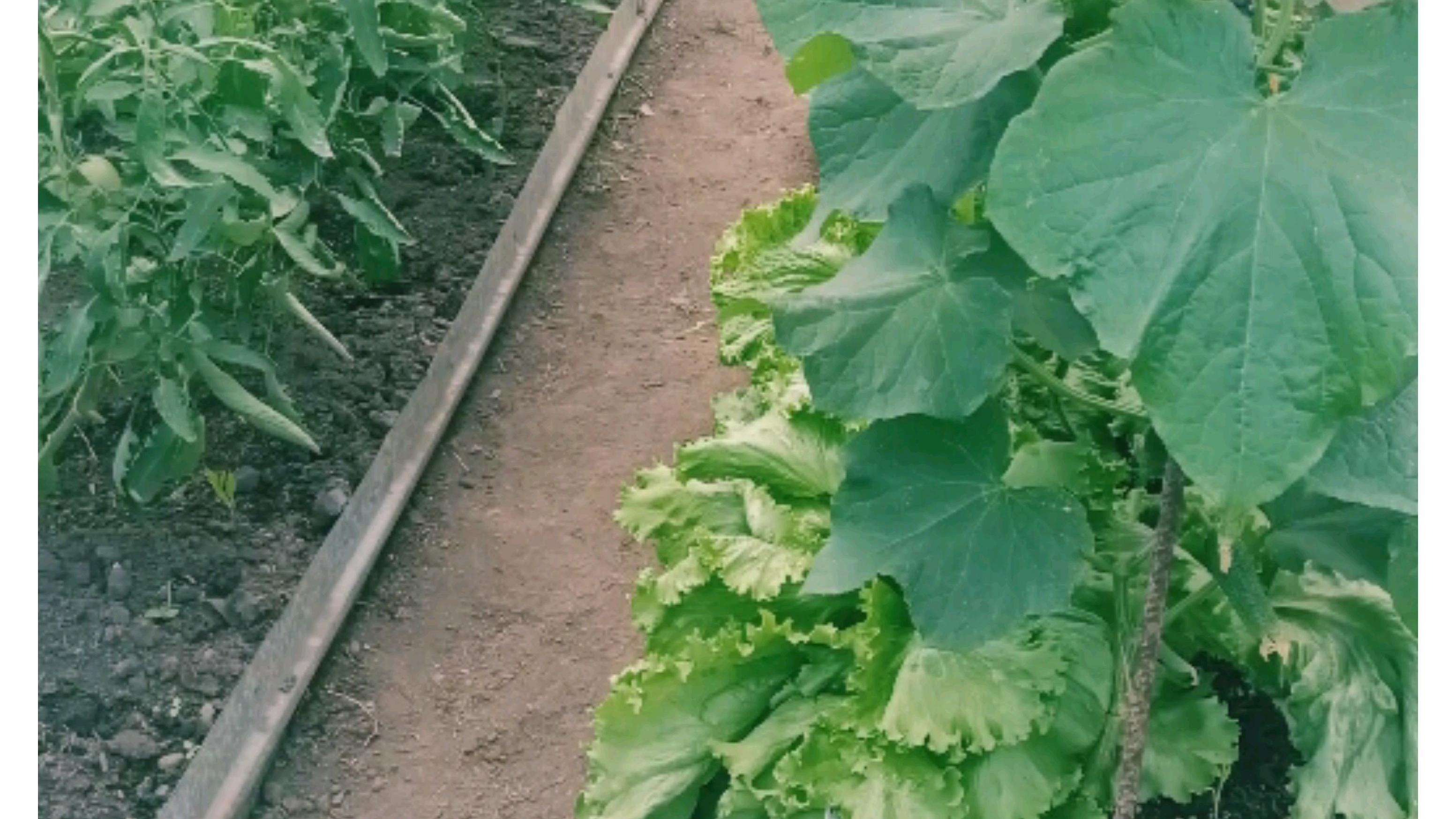 Обзор моей теплицы. 17 июня 2025г