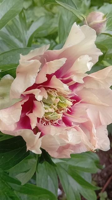 Сады императора-1 -2025