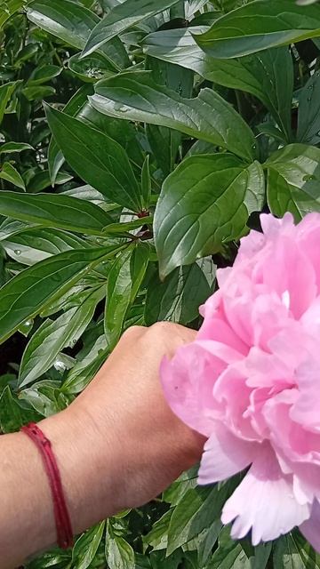 Сады императора -2 -2025