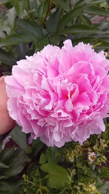 цветение пионы - 2025-1