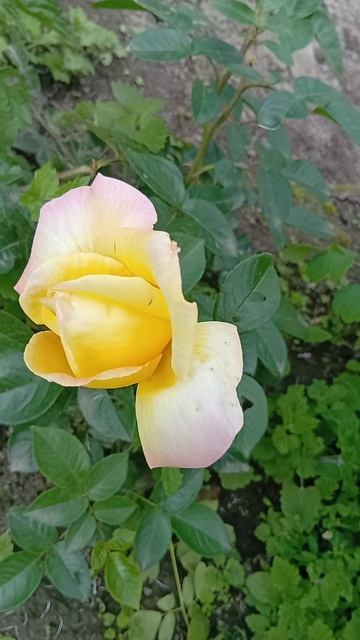 Розы Подмосковья - 2025-1