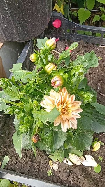 георгины Фигаро F1