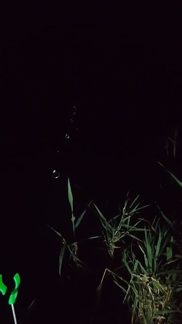 ночная рыбалка на поплавок и донку