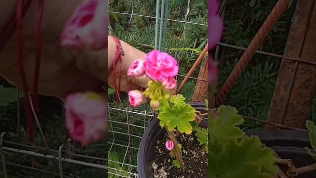 Отчет по пеларгониям и прочее ,2025