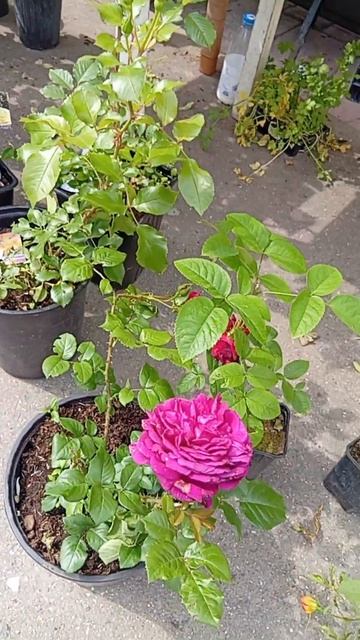 отчет по саженцами 2025