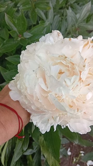 цветение пионы - 2025-2