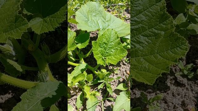 Появились первые тыковки