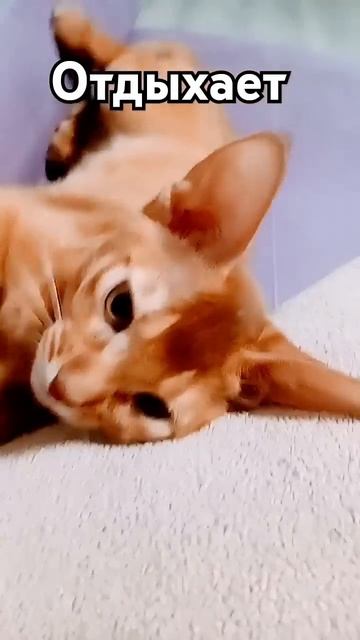 так мило #cat #cute