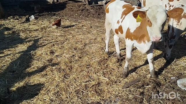 Поездка в город, собираю вишню на компот